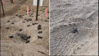 Turtle hatchlings scramble across Outer Banks beach on journey to sea - fox29.com - state North Carolina