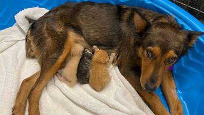 Rescue dog adopts kittens after the tragic death of her own puppies - fox29.com - Australia - state Arizona - Georgia - city Phoenix - Mexico - state Wisconsin
