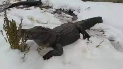 Ever see an alligator sunbathe in snow? In Colorado you can - clickorlando.com - state Colorado - city Sanford