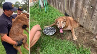 Dog stuck in a jam after trying to escape under fence in Louisiana - fox29.com - county George - state Louisiana