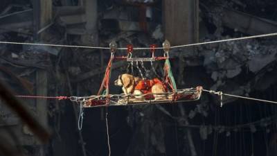 Dogs of 9/11: Search and rescue canines worked tirelessly in days following terror attacks - fox29.com - New York - state Pennsylvania