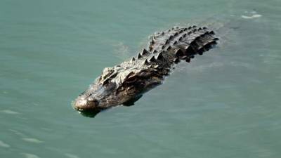 10-foot alligator ambushes woman trimming trees in Florida - clickorlando.com - state Florida