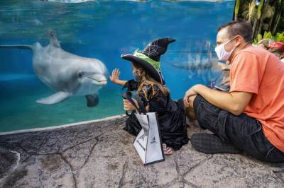Maze and trick-or-treat trail coming to SeaWorld Orlando’s Halloween spooktacular - clickorlando.com