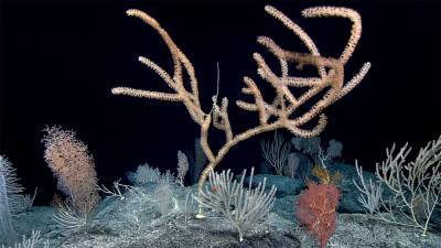 Deep beneath the high seas, researchers find rich coral oases - sciencemag.org