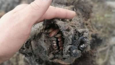 'Completely preserved' Ice Age cave bear found in Arctic Russia - fox29.com - county Island - Russia