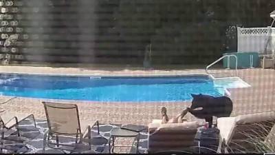 WATCH: Bear taps man’s foot, interrupts pool-side nap - clickorlando.com - state Massachusets