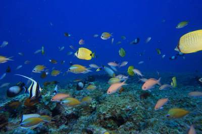 World isn't meeting biodiversity goals, UN report finds - clickorlando.com