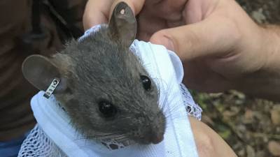 Florida woodrat nests are laced with antibiotic-producing bacteria - sciencemag.org - state California - state Florida - county San Diego