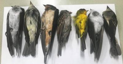‘Unprecedented’: Birds mysteriously dropping dead across southwestern U.S. - globalnews.ca - Usa - state New Mexico