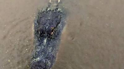 'Sigh of relief': Sally spares a Mississippi gator ranch - clickorlando.com - state Mississippi