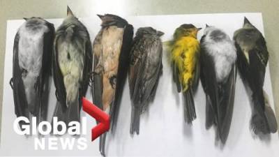 Birds mysteriously dropping dead across U.S. southwest - globalnews.ca - state New Mexico