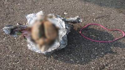 Man finds apparent brain on Racine beach: 'What is this?' - fox29.com - state Wisconsin - county Racine