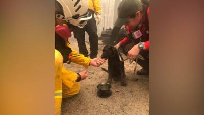 Puppy rescued from charred remains of home in California as wildfires burn through West Coast - fox29.com - state California
