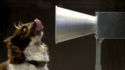 Dogs trained to detect Covid-19 in people - rte.ie - Britain - Australia