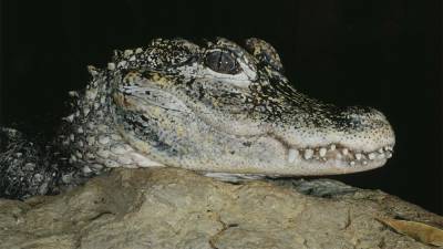 Ig Nobel Prizes reward research on helium-huffing alligators and knives made of feces - sciencemag.org - China