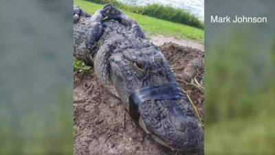 This simple move likely saved Florida man’s life after gator bite - clickorlando.com - state Florida - county Johnson - county St. Lucie