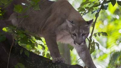 Officials: Florida panther struck and killed by vehicle - clickorlando.com - state Florida - Mexico - county Collier - county Gulf
