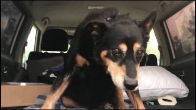Elderly dog with the ‘cutest shuffle’ rescued from being euthanized after CA wildfires burned home - fox29.com - Australia - city Sanctuary