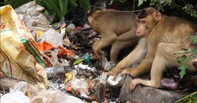 Starving monkeys raid homes in Thailand as coronavirus threatens food supply - dailystar.co.uk - Thailand