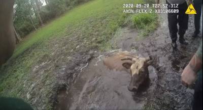 ‘We’re trying to help you, butthead:’ Video shows Florida deputies rescuing cow stuck in mud - clickorlando.com - state Florida - county Volusia