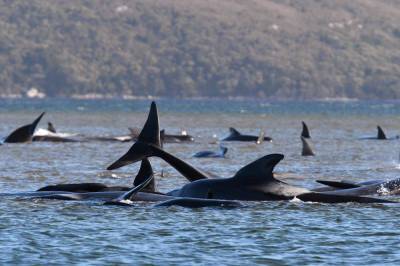 Australian rescuers save 25 of 270 stranded whales so far - clickorlando.com - Australia