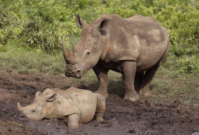 South Africa's rhino poaching drops during virus lockdown - clickorlando.com - South Africa - city Johannesburg