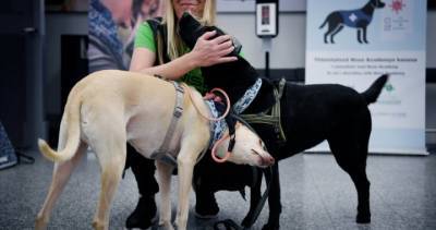 Finland using dogs trained to sniff out coronavirus at Helsinki Airport - globalnews.ca - Finland - city Helsinki