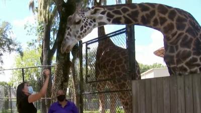 Orlando Health - Getting spooky: Central Florida Zoo hosts Boo Bash - clickorlando.com - state Florida - city Sanford, state Florida