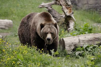 Grizzly bear kills hunter in first attack recorded in nation’s largest park - clickorlando.com - state Alaska