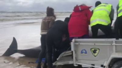 Nearly 500 pilot whales, including 380 that have died, stranded in Australia - fox29.com - Australia