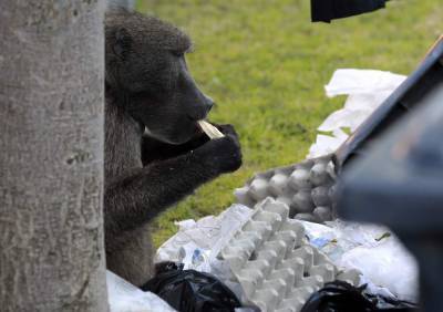 Troublesome South African baboon evicted for raiding homes - clickorlando.com - South Africa - city Cape Town