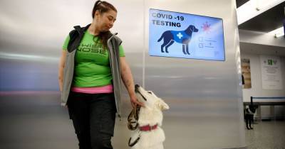 Airport uses cute sniffer dogs to detect coronavirus with 'almost 100% accuracy' - dailystar.co.uk - France - Finland