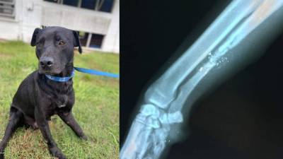 ‘Heartbreaking:’ Dog hit with buckshot undergoes surgery in Marion County - clickorlando.com - state Florida - county Marion