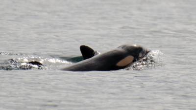 Second new orca baby spotted with J-Pod in less than a month - fox29.com - Britain - city Seattle - Columbia