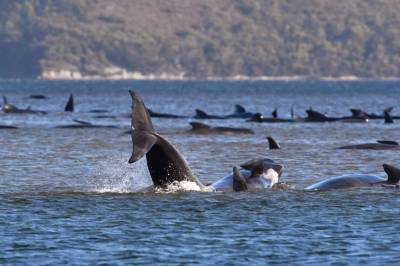 Still no cause for mass pilot whale stranding in Australia - clickorlando.com - Australia