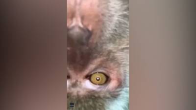 Man finds monkey selfies after mischievous primate steals phone - fox29.com - state Florida