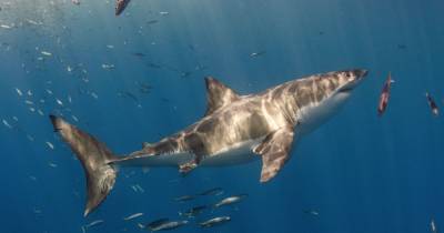 Up to half a million sharks could be slaughtered - to save us from coronavirus - dailystar.co.uk