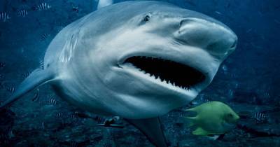 Coronavirus: Half a million sharks may be killed for virus vaccine - mirror.co.uk