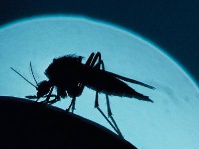 Zika and other arboviruses linked to neurological issues - medicalnewstoday.com