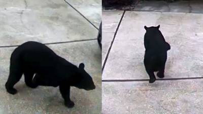 VIDEO: 3-legged bear takes Diet Coke from Central Florida garage - fox29.com - state Florida