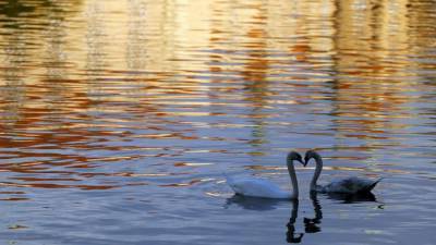 Florida city plans swan sale to reduce overpopulation - clickorlando.com - state Florida