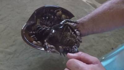 Researchers look to horseshoe crabs for help with a COVID vaccine - fox29.com - state New Jersey - county Cape May