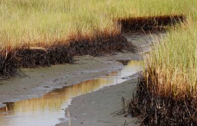 John Bel Edwards - $215M in BP oil spill money to restore Louisiana marshes - clickorlando.com - state Louisiana - city New Orleans - Mexico - county Gulf - city Baton Rouge, state Louisiana