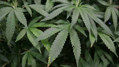 House to vote on historic marijuana decriminalization bill in September - fox29.com - Los Angeles