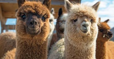 Antibodies found in alpacas 'may prevent Covid-19 infection in humans', says study - mirror.co.uk - Sweden