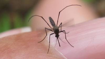 Health officials confirm first human case of West Nile virus in Philadelphia this year - fox29.com - state Pennsylvania - city Philadelphia