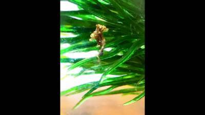 RIP: Rare baby conjoined seahorse twins at B-CU research lab die after beating the odds - clickorlando.com