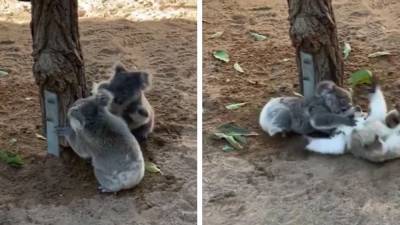 'Double Trouble': Baby koalas adorably wrestle at Australian wildlife sanctuary - fox29.com - Australia