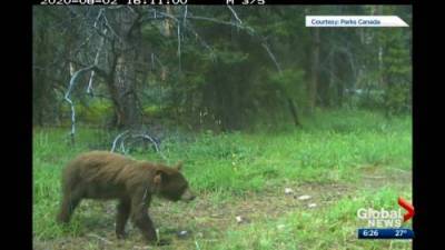 1 of 3 orphaned black bear cubs found in Banff bathroom spotted on trail camera - globalnews.ca