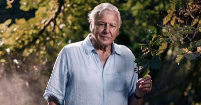 David Attenborough - David Attenborough warns planet 'will face more pandemics if we don't protect world' - mirror.co.uk